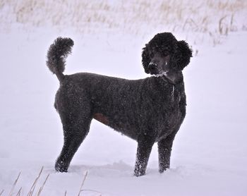 Dog standing on snow field during winter