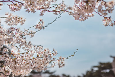 Close-up of cherry blossoms against sky