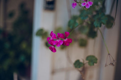 Close-up of pink flowering plant