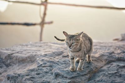 Portrait of cat