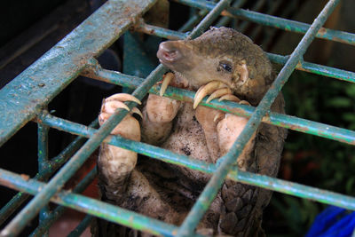 101 smuggled pangolins were secured at the riau natural resources conservation agency.