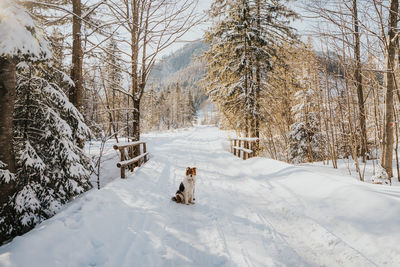 Dog standing on snow covered land