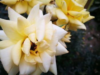 Close-up of yellow flowers blooming outdoors