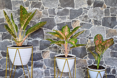 Potted plants on wall