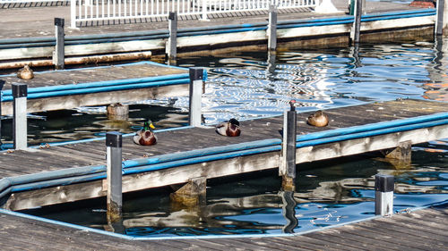 High angle view of birds in swimming pool