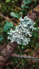 Close-up of snow on tree in forest