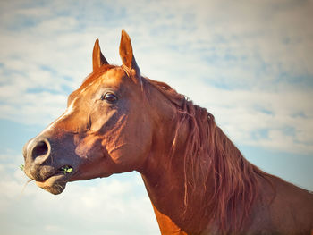 Low angle view of horse standing against cloudy sky
