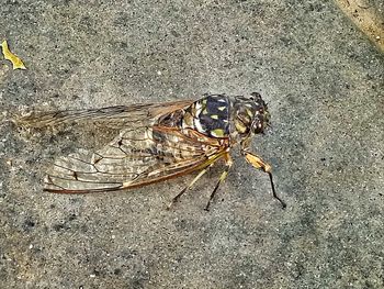 High angle view of insect