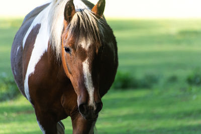 Close-up of a horse on field