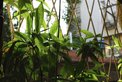 Close-up of plants