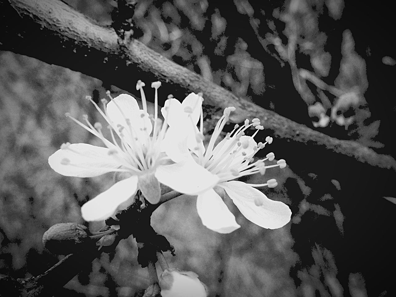 flower, petal, fragility, freshness, flower head, growth, leaf, beauty in nature, close-up, nature, plant, blooming, single flower, in bloom, white color, blossom, pollen, stamen, stem, botany