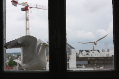 window
