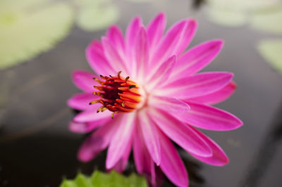 Close-up of pink flower blooming outdoors