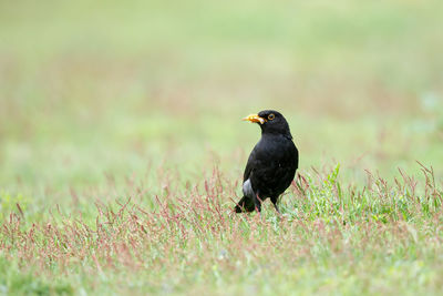 Bird perching on a field