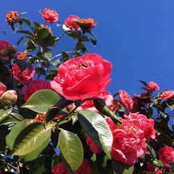 Low angle view of pink flowers against clear sky