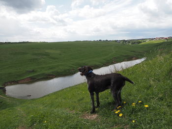 Black dog in a field