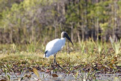 Bird on grass