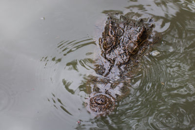 High angle view of animal swimming in lake