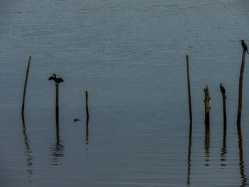 Reflection of trees in water