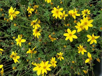 Yellow flowers blooming in spring