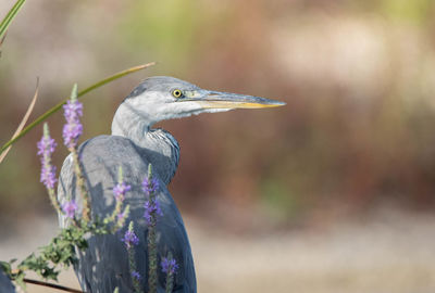 Close-up of bird perching on purple flower