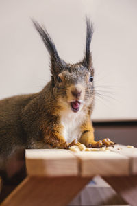 Close-up of squirrel with funny face