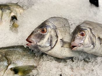 High angle view of fish in market