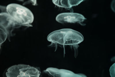 Close-up of jellyfish swimming in sea