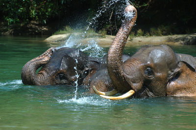Full length of elephants in water