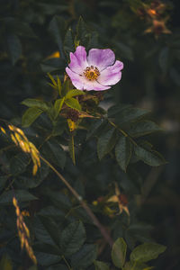 Close-up of pink flowering plant