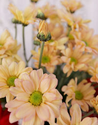Close-up of yellow flowering plant