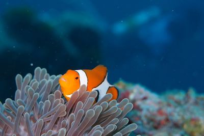 Close-up of clown fish swimming on coral in sea