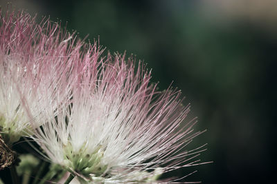 Close-up of flower against blurred background