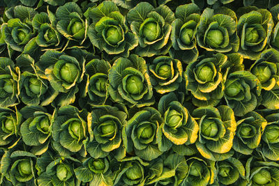 Sunset over a field of cabbage aerial view from above. agriculture field background.