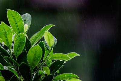 Close-up of wet plant leaves during rainy season