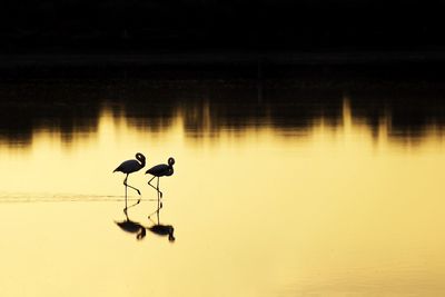 Reflection of trees in water