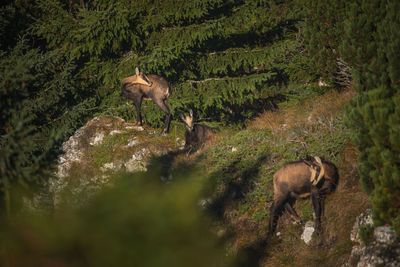 Wild chamois from ceahlau mountains, romania. wildlife photography.