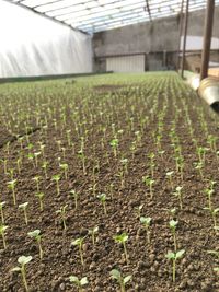 Plants growing in greenhouse