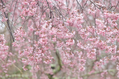 Close-up of pink cherry blossom tree