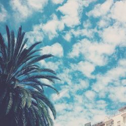 Low angle view of palm trees against sky