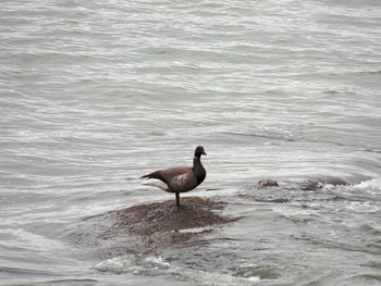 Bird swimming in sea