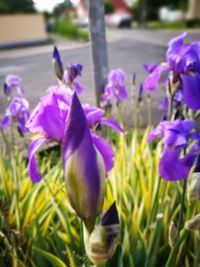 Close-up of purple crocus flowers blooming outdoors