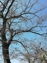 Low angle view of bare tree against sky