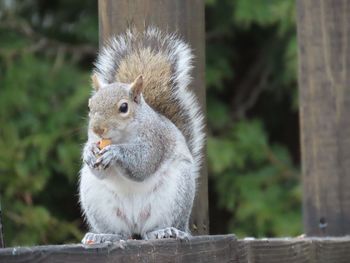 Close-up portrait of a squirrel with a nut