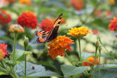 Close-up of butterfly pollinating on orange flower