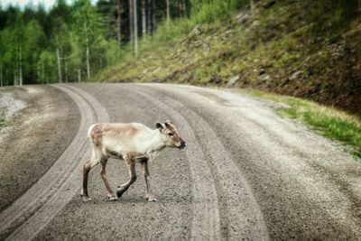 Full length of young reindeer walking on dirt road