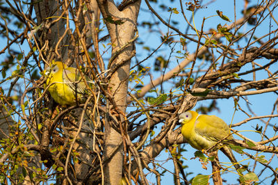 Low angle view of bird perching on tree
