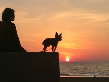 Silhouette dog on beach against sky during sunset