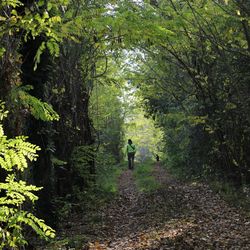 Rear view of person walking on footpath in forest