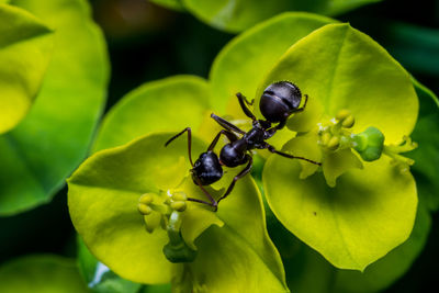 Close-up of insect on plant